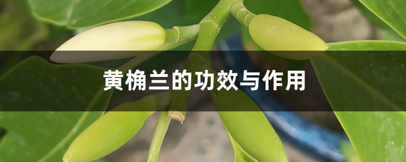 黄桷兰的功效与作用 黄桷兰的功效与作用