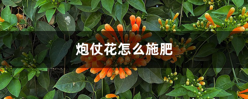 炮仗花怎么施肥 炮仗花怎么施肥