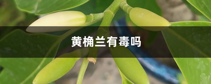 黄桷兰有毒吗 黄桷兰有毒吗