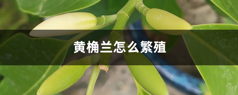 黄桷兰怎么繁殖 黄桷兰怎么繁殖