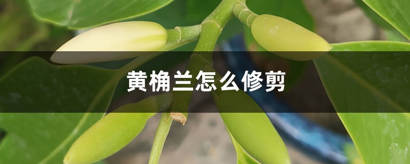 黄桷兰怎么修剪 黄桷兰怎么修剪