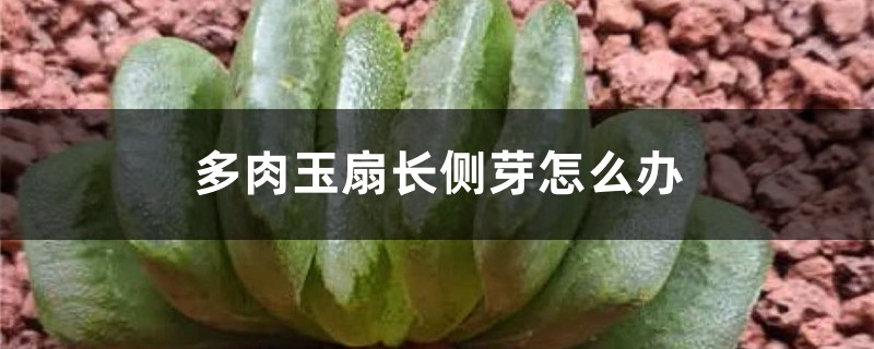 多肉玉扇长侧芽怎么办 多肉玉扇长侧芽怎么办