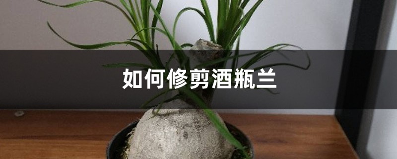如何修剪酒瓶兰,这样剪才好看啊! 如何修剪酒瓶兰,这样剪才好看啊!