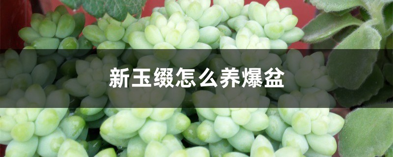 新玉缀怎么养爆盆 新玉缀怎么养爆盆