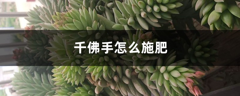 千佛手怎么施肥 千佛手怎么施肥