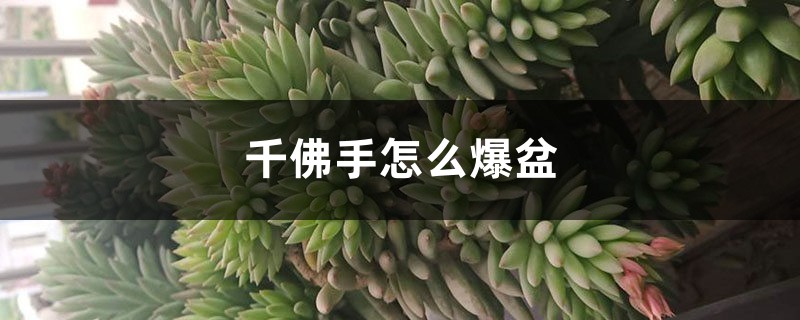 千佛手怎么爆盆 千佛手怎么爆盆