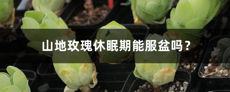 山地玫瑰休眠期能服盆吗? 山地玫瑰休眠期能服盆吗?