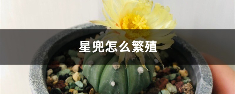 星兜怎么繁殖 星兜怎么繁殖