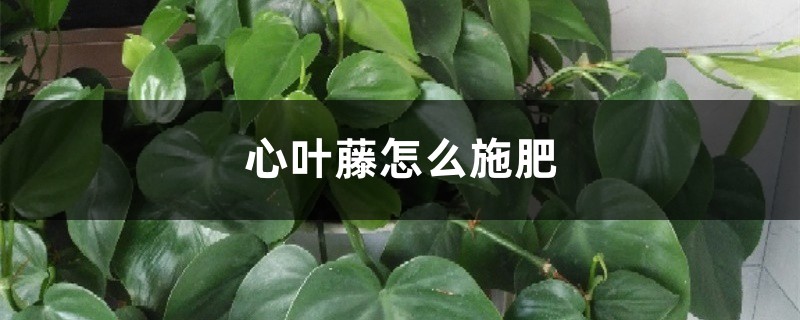 心叶藤怎么施肥 心叶藤怎么施肥