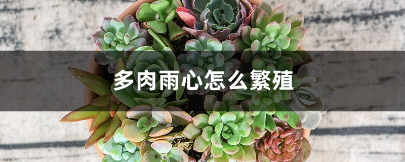 多肉雨心怎么繁殖 多肉雨心怎么繁殖