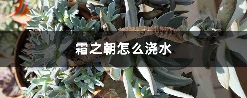霜之朝怎么浇水 霜之朝怎么浇水