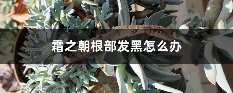 霜之朝根部发黑怎么办 霜之朝根部发黑怎么办