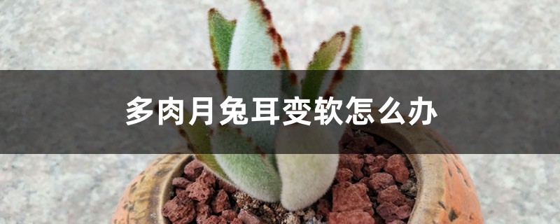 多肉月兔耳变软怎么办 多肉月兔耳变软怎么办