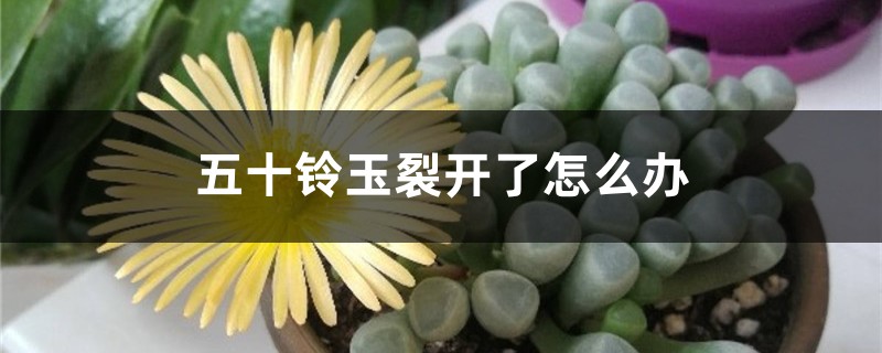 五十铃玉裂开了怎么办 五十铃玉裂开了怎么办
