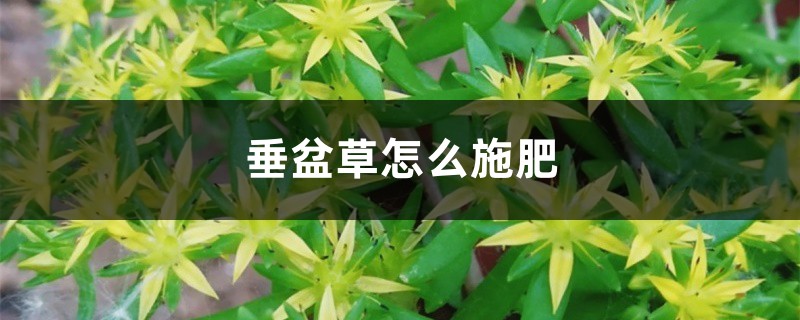 垂盆草怎么施肥 垂盆草怎么施肥
