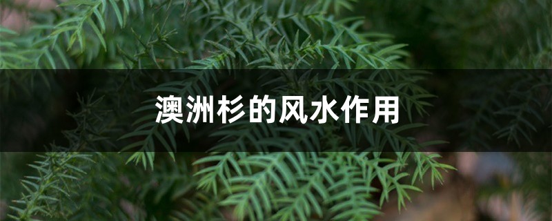 澳洲杉的风水作用 澳洲杉的风水作用