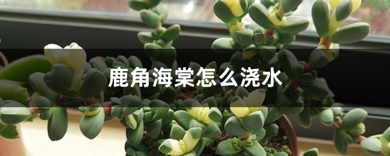 鹿角海棠怎么浇水 鹿角海棠怎么浇水