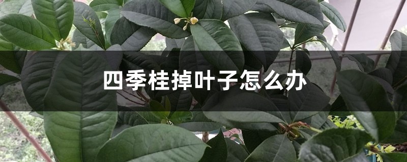 四季桂掉叶子怎么办 四季桂掉叶子怎么办