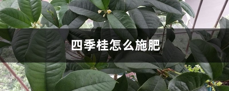 四季桂怎么施肥 四季桂怎么施肥