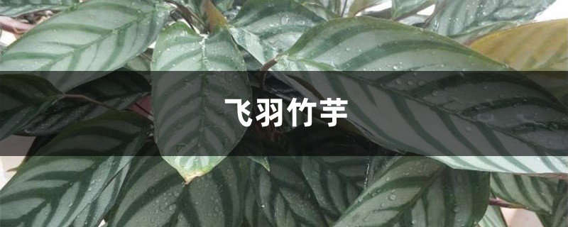 飞羽竹芋叶子黄了怎么办?这样做叶片绿如油! 飞羽竹芋叶子黄了怎么办?这样做叶片绿如油!