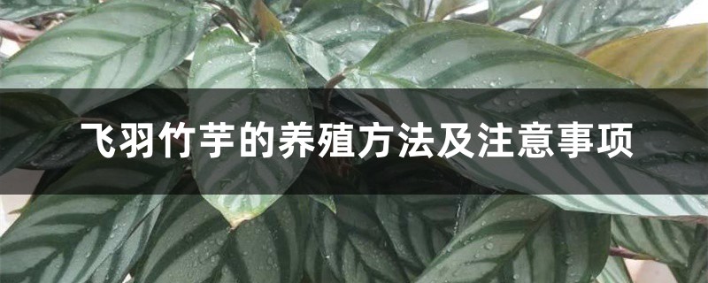 飞羽竹芋的养殖方法及注意事项 飞羽竹芋的养殖方法及注意事项