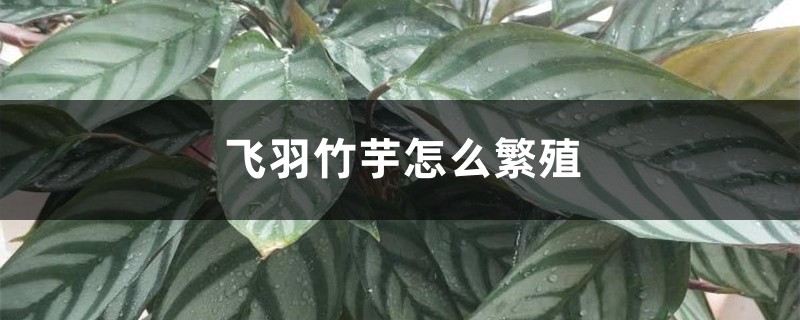 飞羽竹芋怎么繁殖 飞羽竹芋怎么繁殖