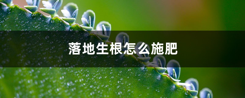 落地生根怎么施肥 落地生根怎么施肥