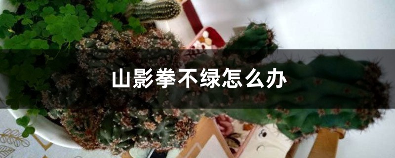 山影拳不绿怎么办 山影拳不绿怎么办