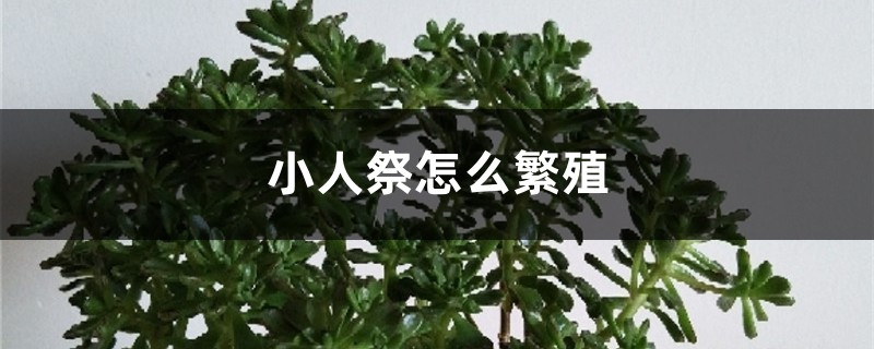 小人祭怎么繁殖 小人祭怎么繁殖