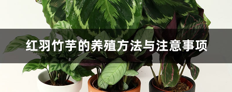 红羽竹芋的养殖方法与注意事项 红羽竹芋的养殖方法与注意事项