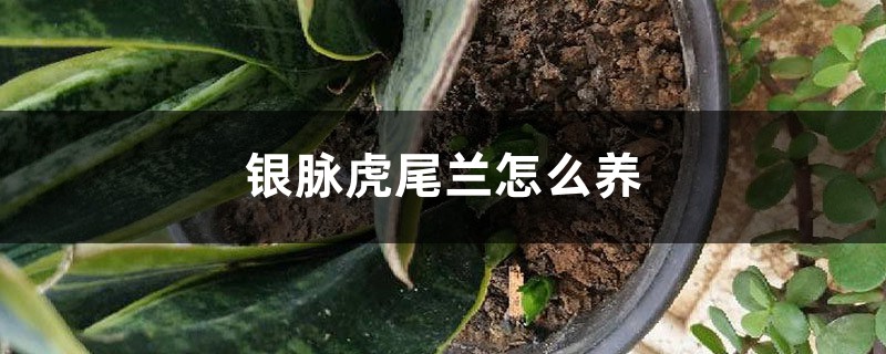 银脉虎尾兰怎么养 银脉虎尾兰怎么养