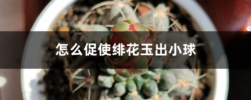怎么促使绯花玉出小球 怎么促使绯花玉出小球