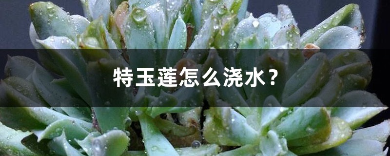 特玉莲怎么浇水? 特玉莲怎么浇水?