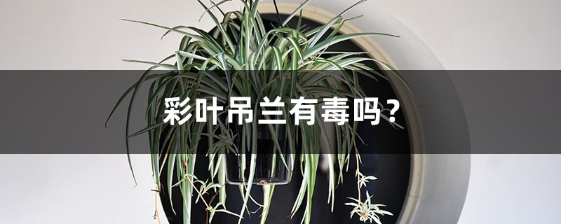 彩叶吊兰有毒吗? 彩叶吊兰有毒吗?