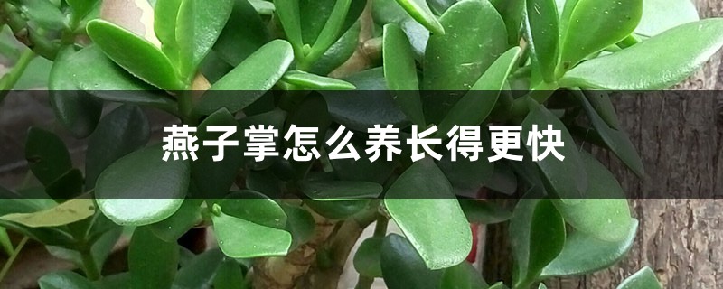 燕子掌怎么养长得更快 燕子掌怎么养长得更快