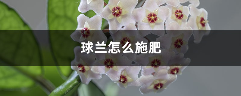 球兰怎么施肥 球兰怎么施肥