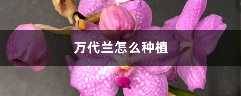 万代兰怎么种植 万代兰怎么种植