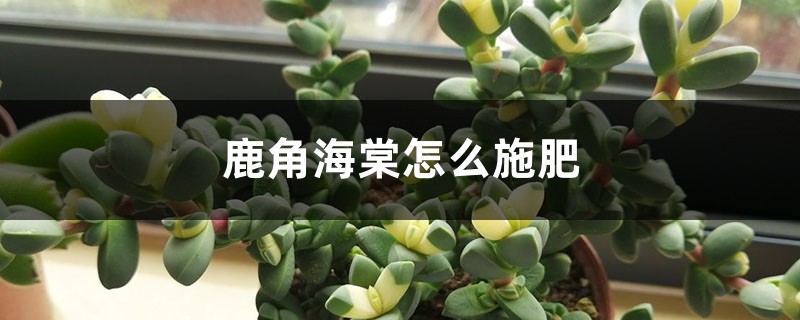 鹿角海棠怎么施肥 鹿角海棠怎么施肥