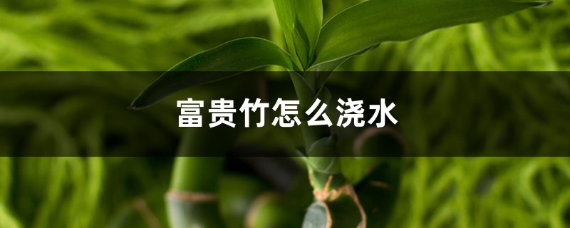 富贵竹怎么浇水 富贵竹怎么浇水