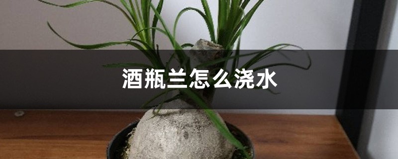 酒瓶兰怎么浇水 酒瓶兰怎么浇水