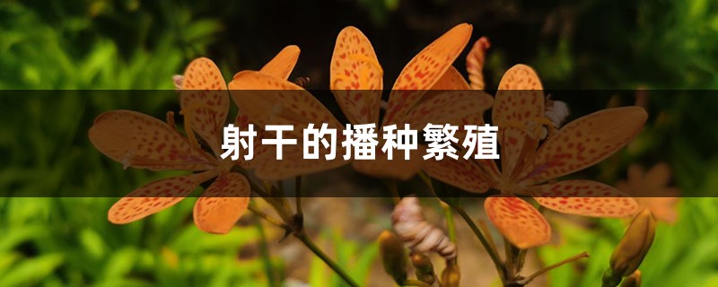 射干的播种繁殖 射干的播种繁殖