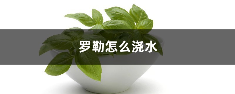 罗勒怎么浇水 罗勒怎么浇水