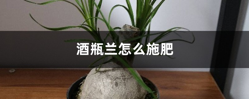 酒瓶兰怎么施肥 酒瓶兰怎么施肥