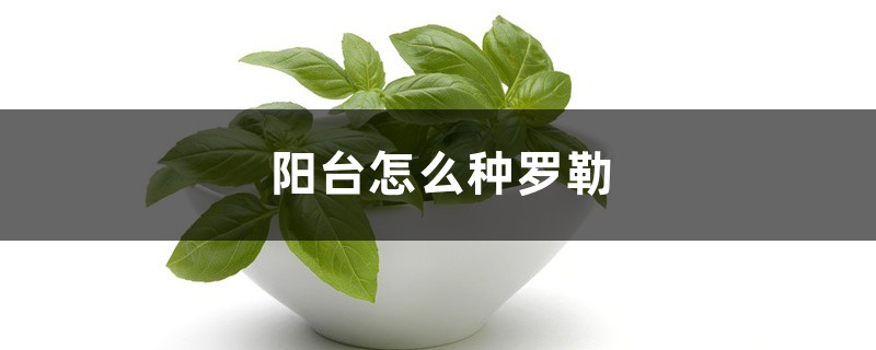 阳台怎么种罗勒 阳台怎么种罗勒