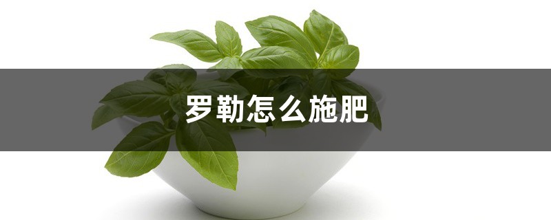 罗勒怎么施肥 罗勒怎么施肥