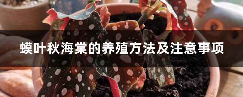 蟆叶秋海棠的养殖方法及注意事项 蟆叶秋海棠的养殖方法及注意事项