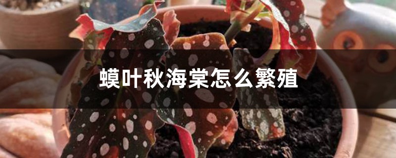 蟆叶秋海棠怎么繁殖 蟆叶秋海棠怎么繁殖
