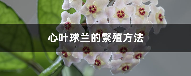 心叶球兰的繁殖方法 心叶球兰的繁殖方法