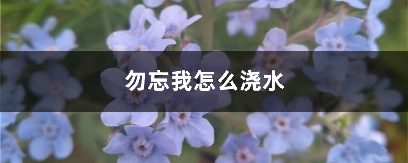 勿忘我怎么浇水 勿忘我怎么浇水