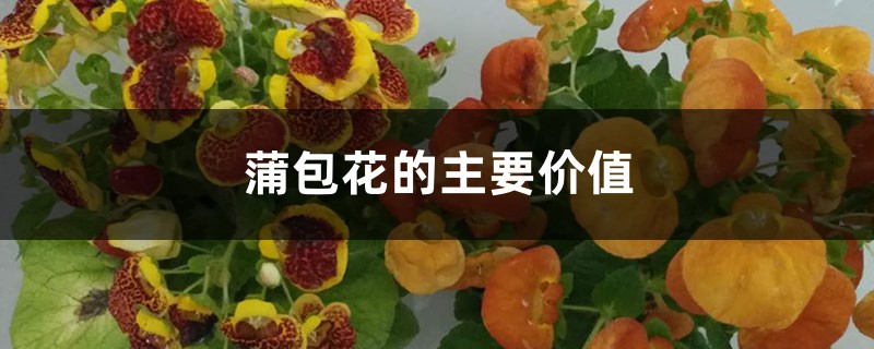 蒲包花的主要价值 蒲包花的主要价值